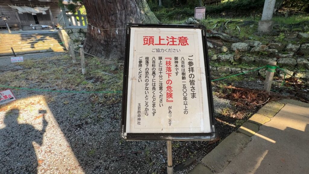 玉若酢命神社の御神木・樹齢2000年の八百杉