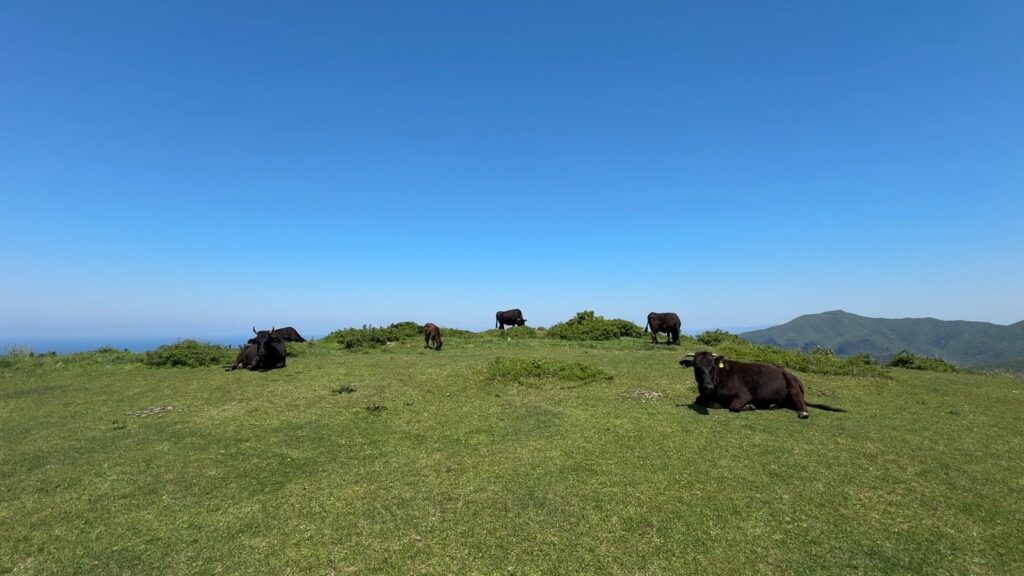摩天崖の放牧地でくつろぐ牛たち