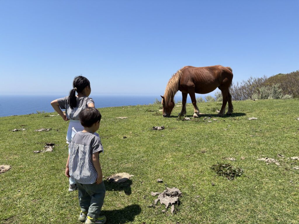 のんびり草を食む放牧の馬