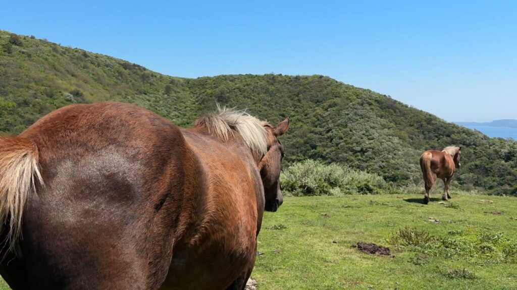 放牧の馬を見つめる子どもたち