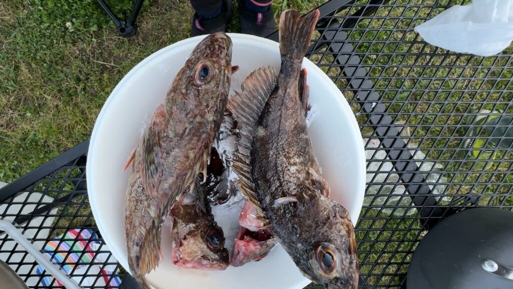 前日に釣ったカサゴ・ベラ・石鯛の料理