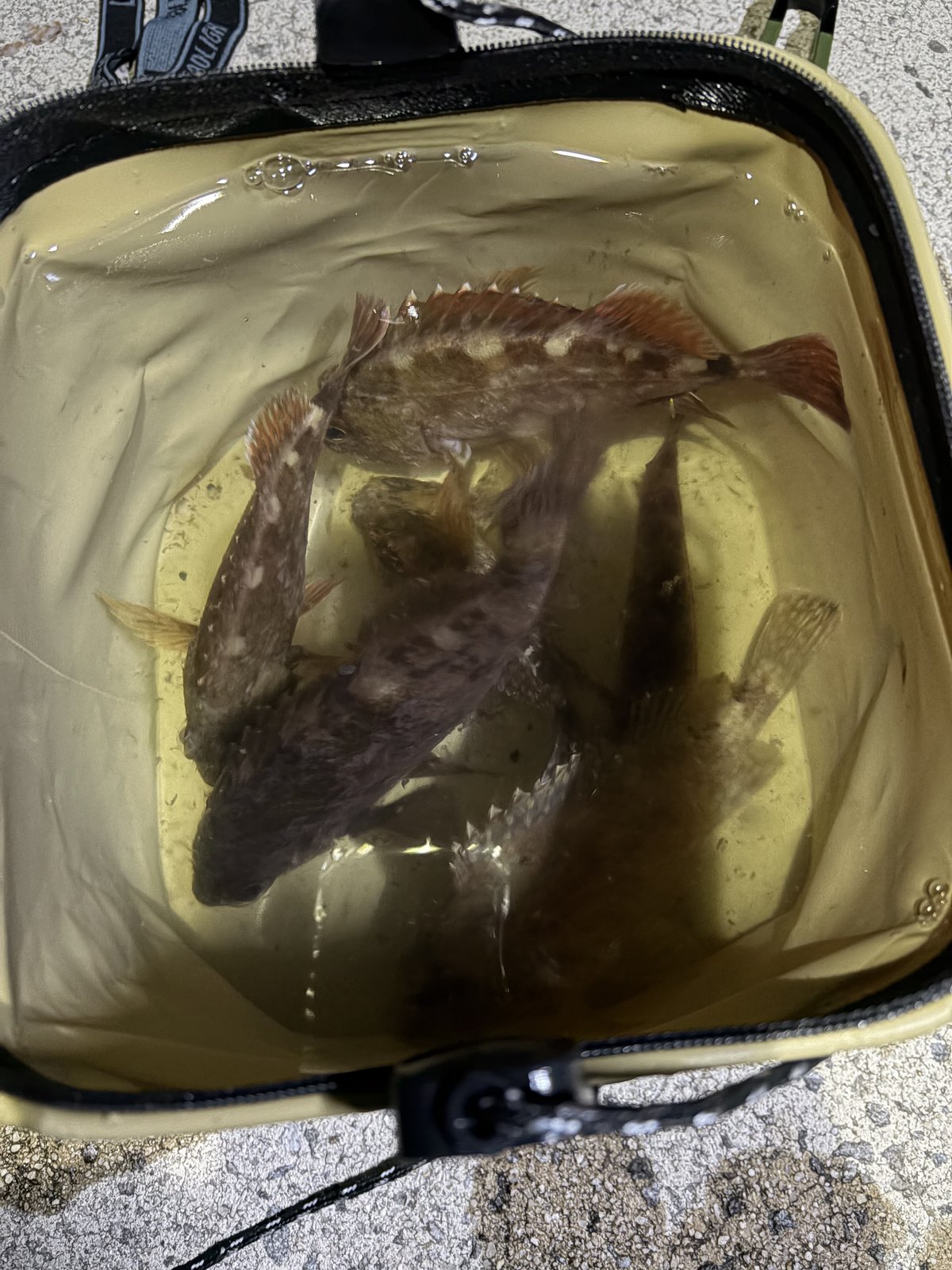 タモ網の中の大きなカサゴ