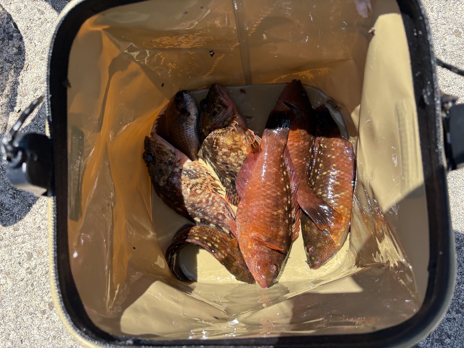 隠岐・布施の松島で釣ったカサゴとベラの釣果