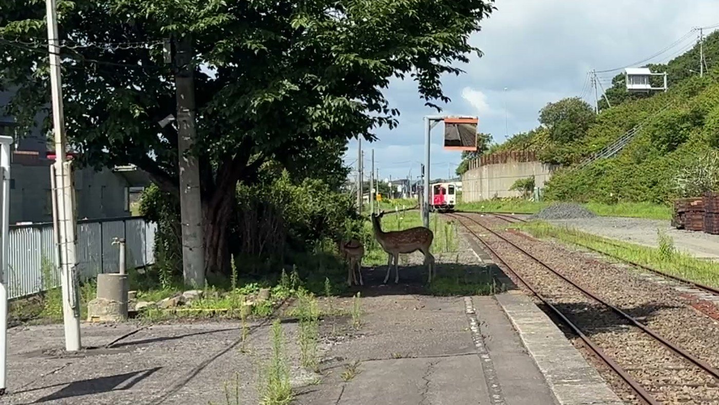 厚岸駅のホームにシカの親子