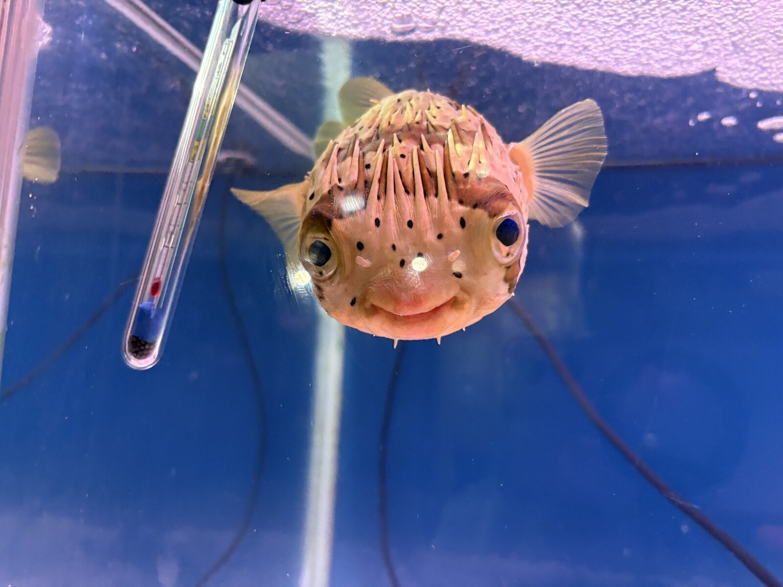 ハリセンボン