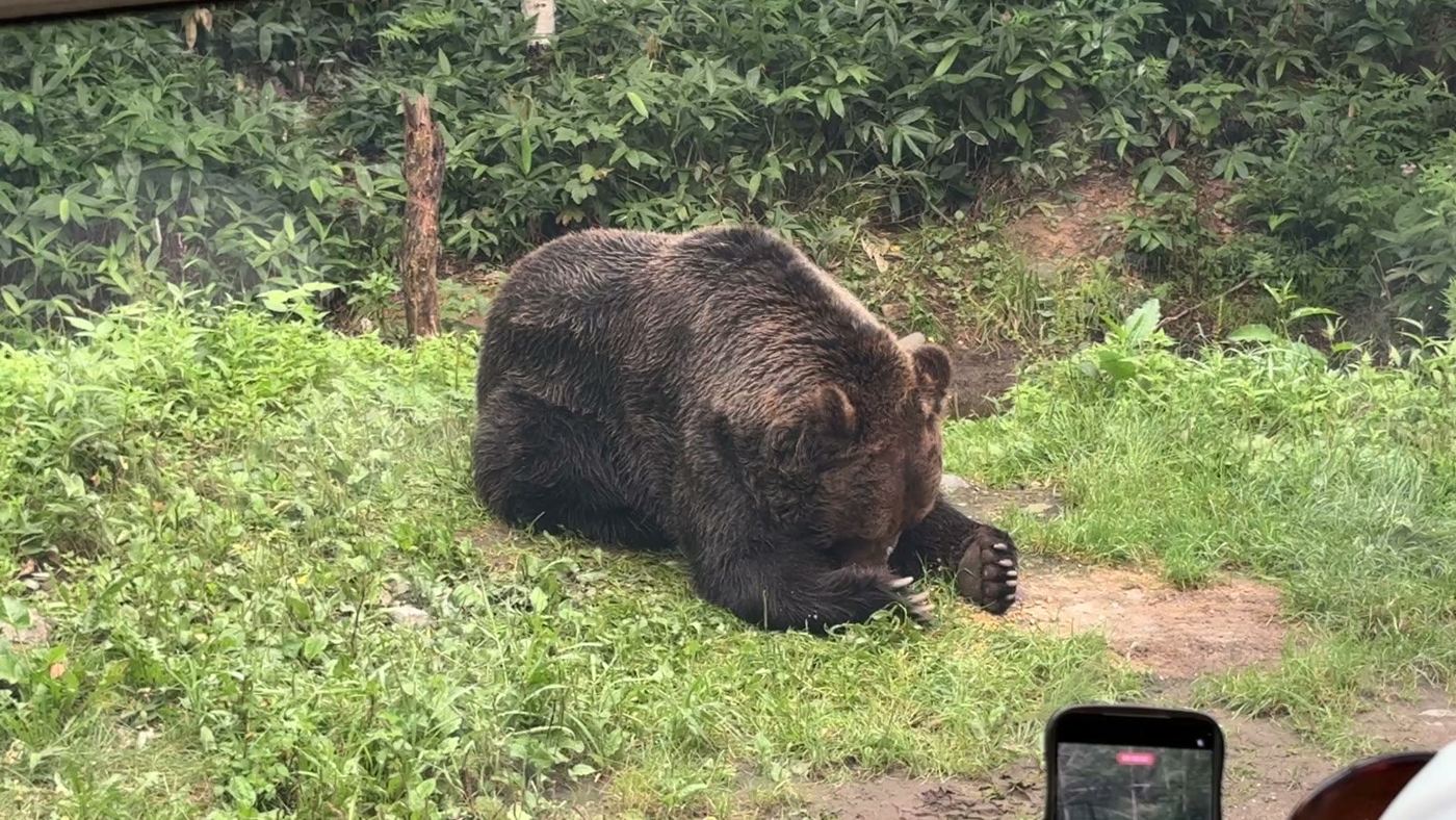 草むらで餌を食べるヒグマ