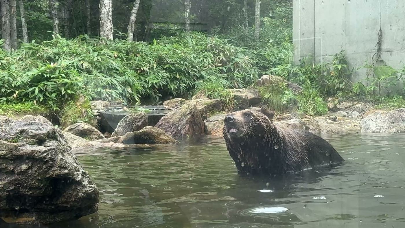 岩場のヒグマ