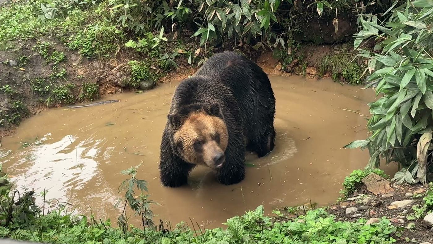 水たまりに入るヒグマ