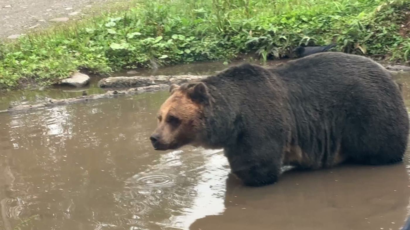 水の中を歩くヒグマ