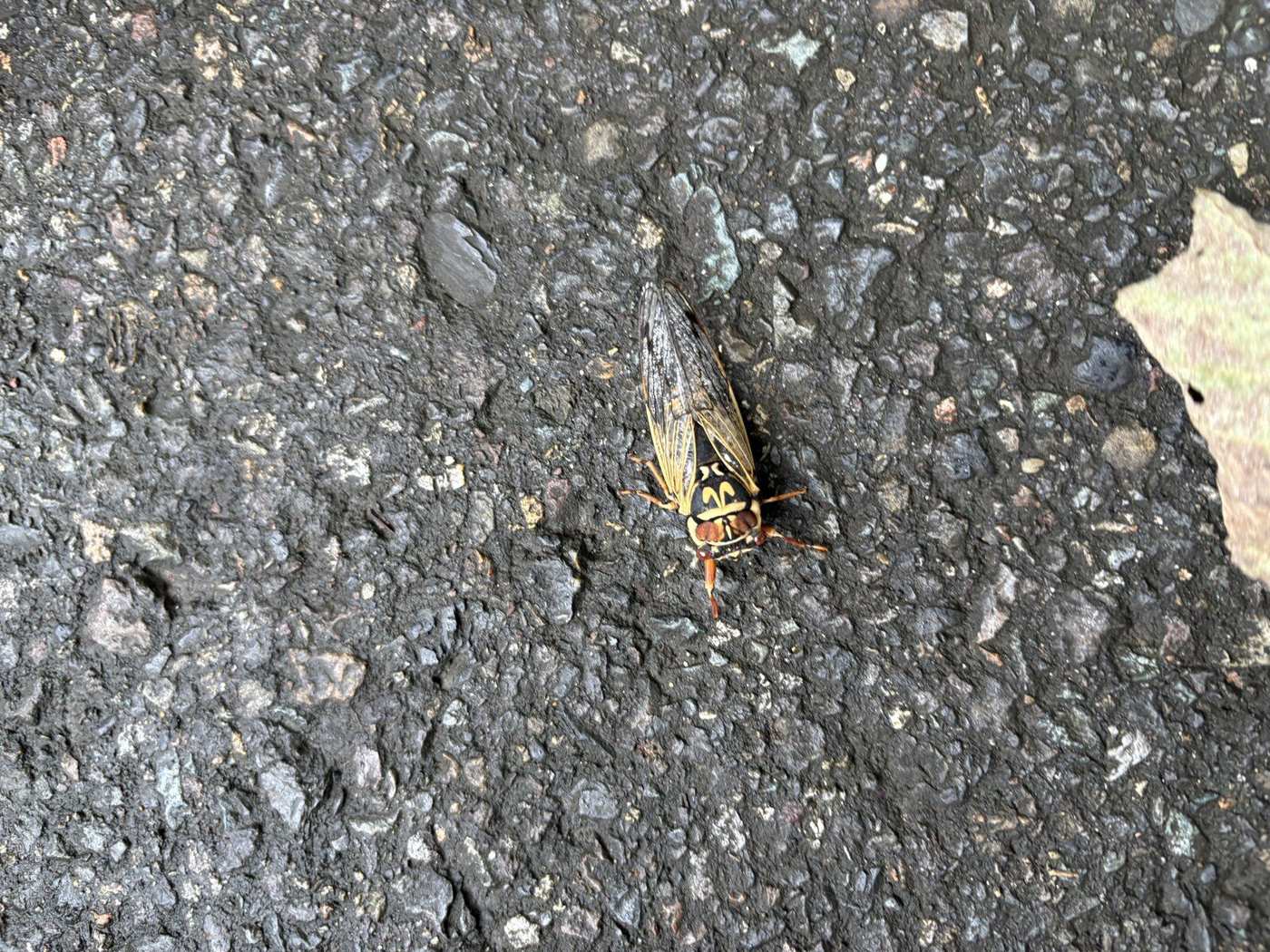 息子が見つけたエゾゼミ
