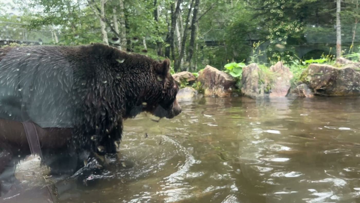 ガラス越しの水の中のヒグマ