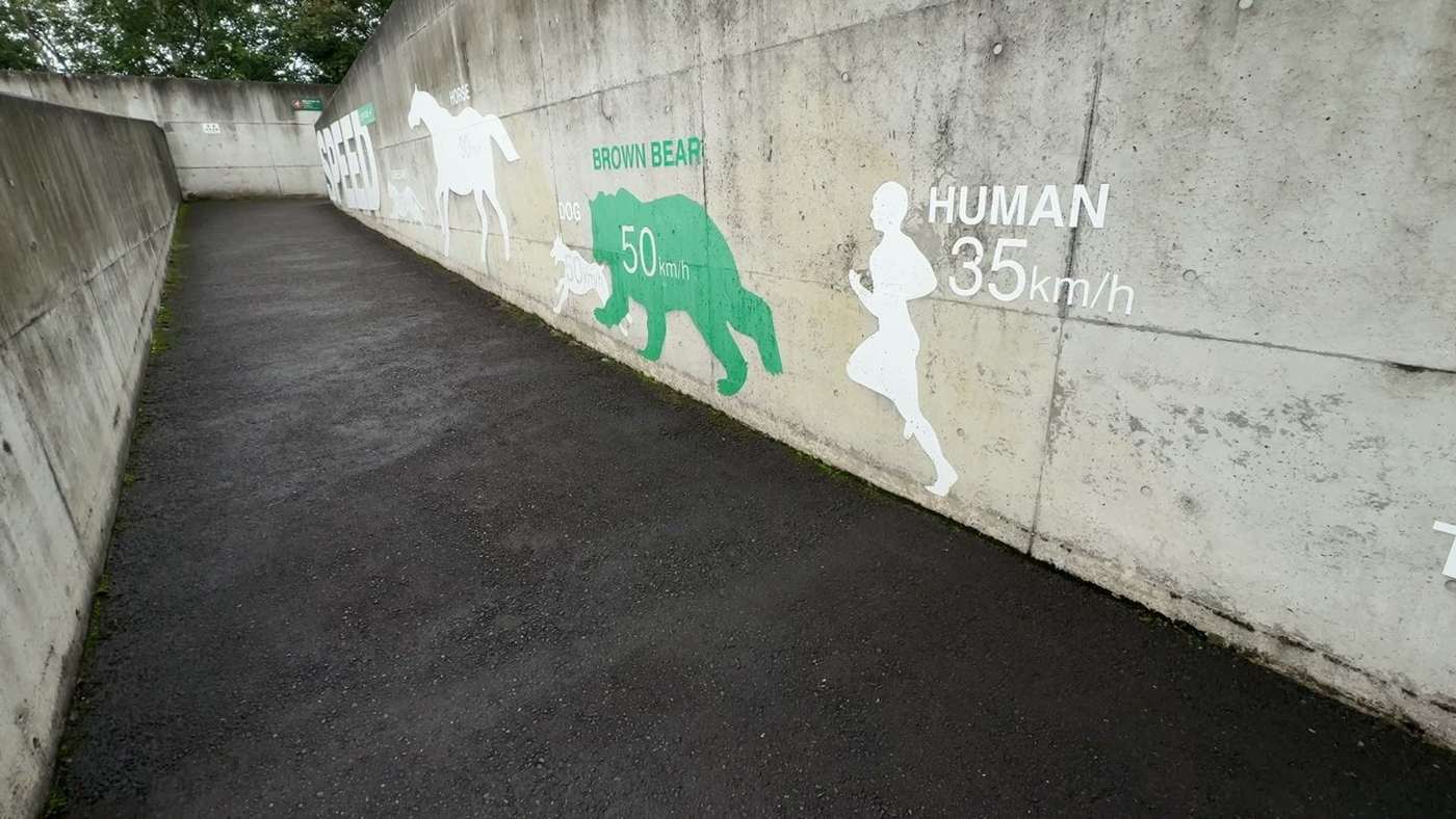 クマと人の走る速さをくらべる壁