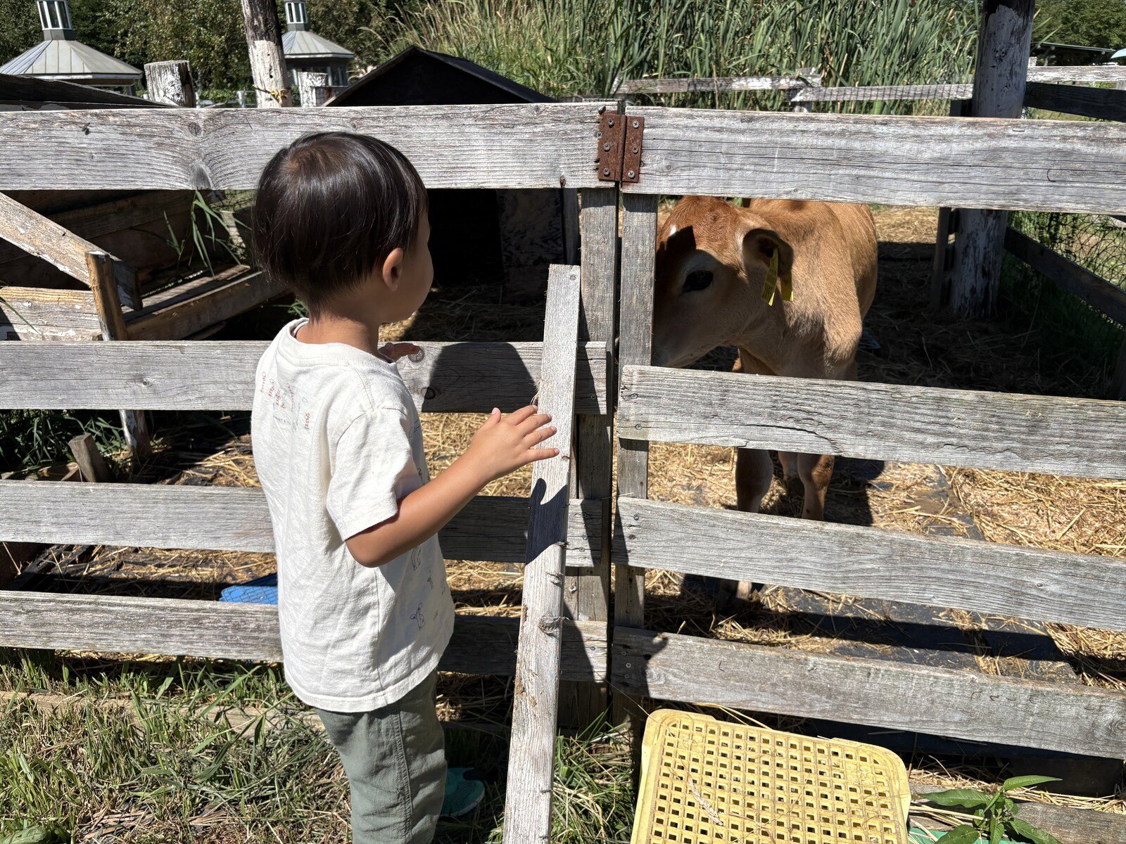 子牛をなでる息子