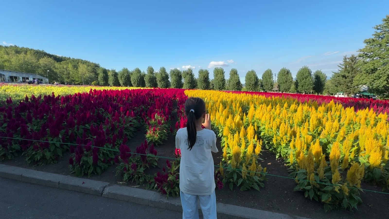 赤と黄色の花畑