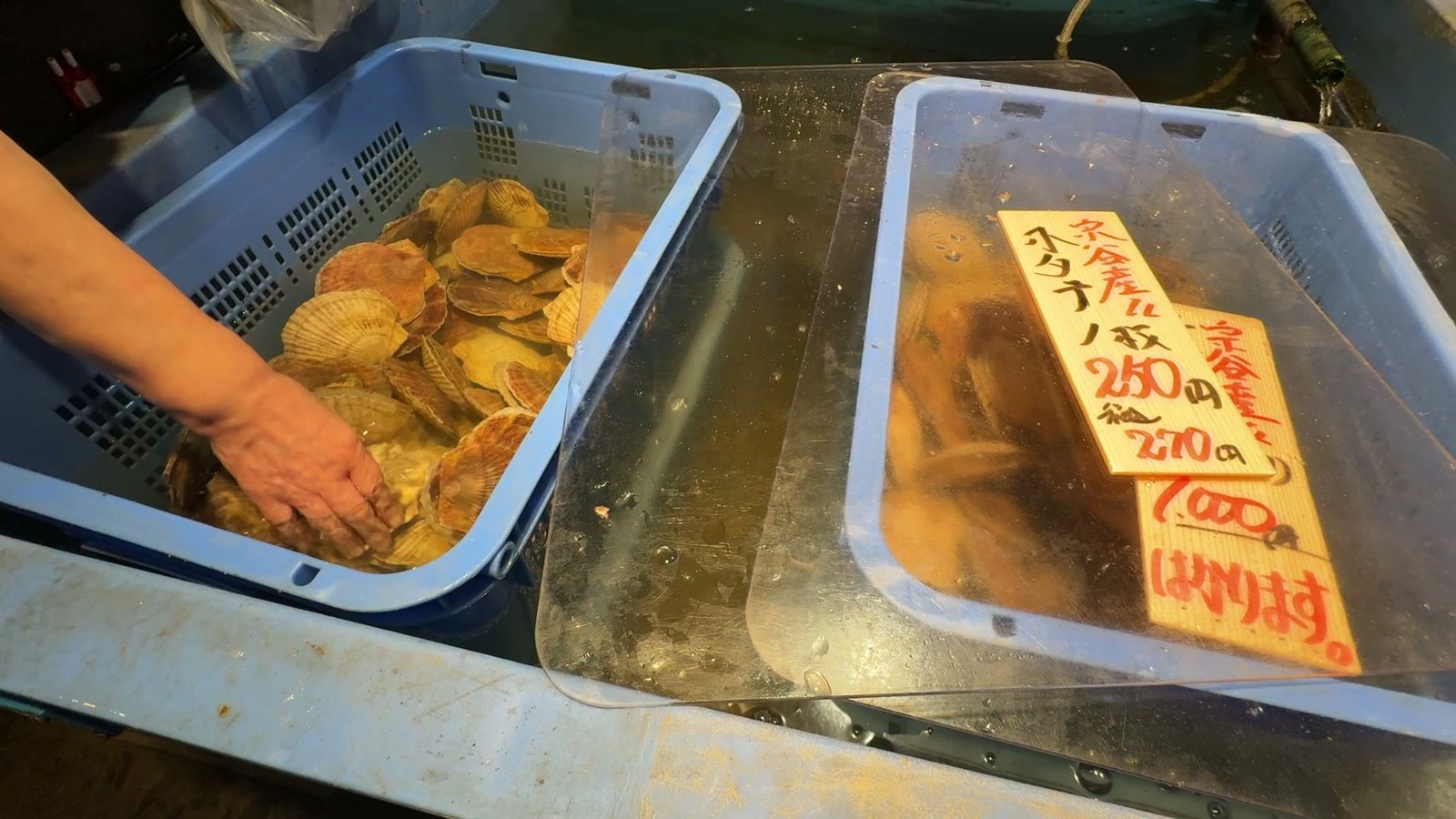 生きたホタテの売り場