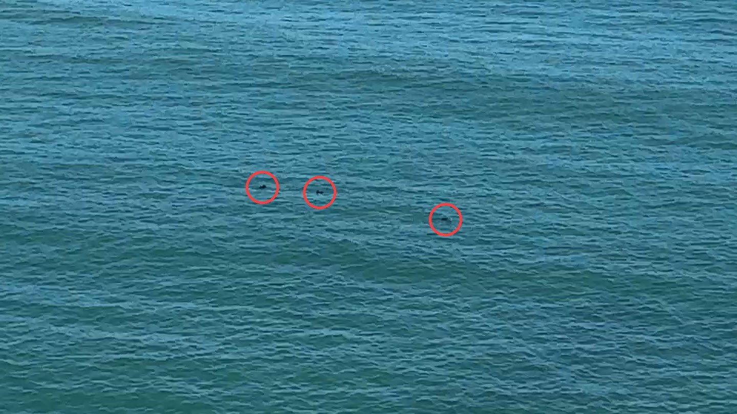 遠くに浮かぶラッコ（赤丸）