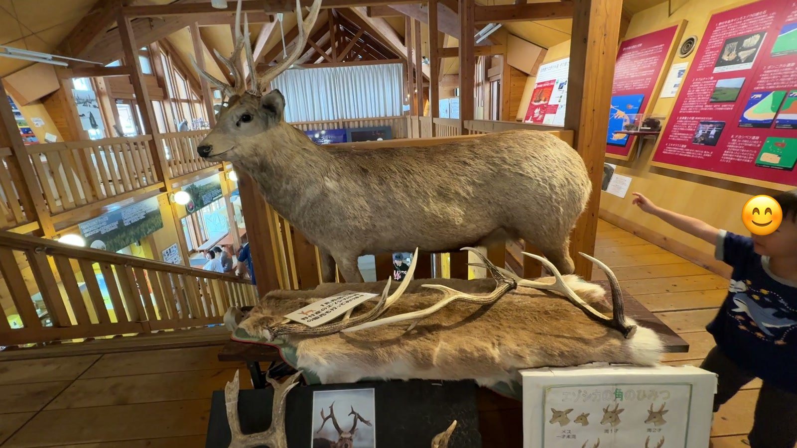 2階の展示(エゾシカのはく製)