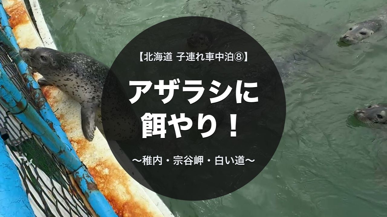 ノシャップ寒流水族館のアザラシ