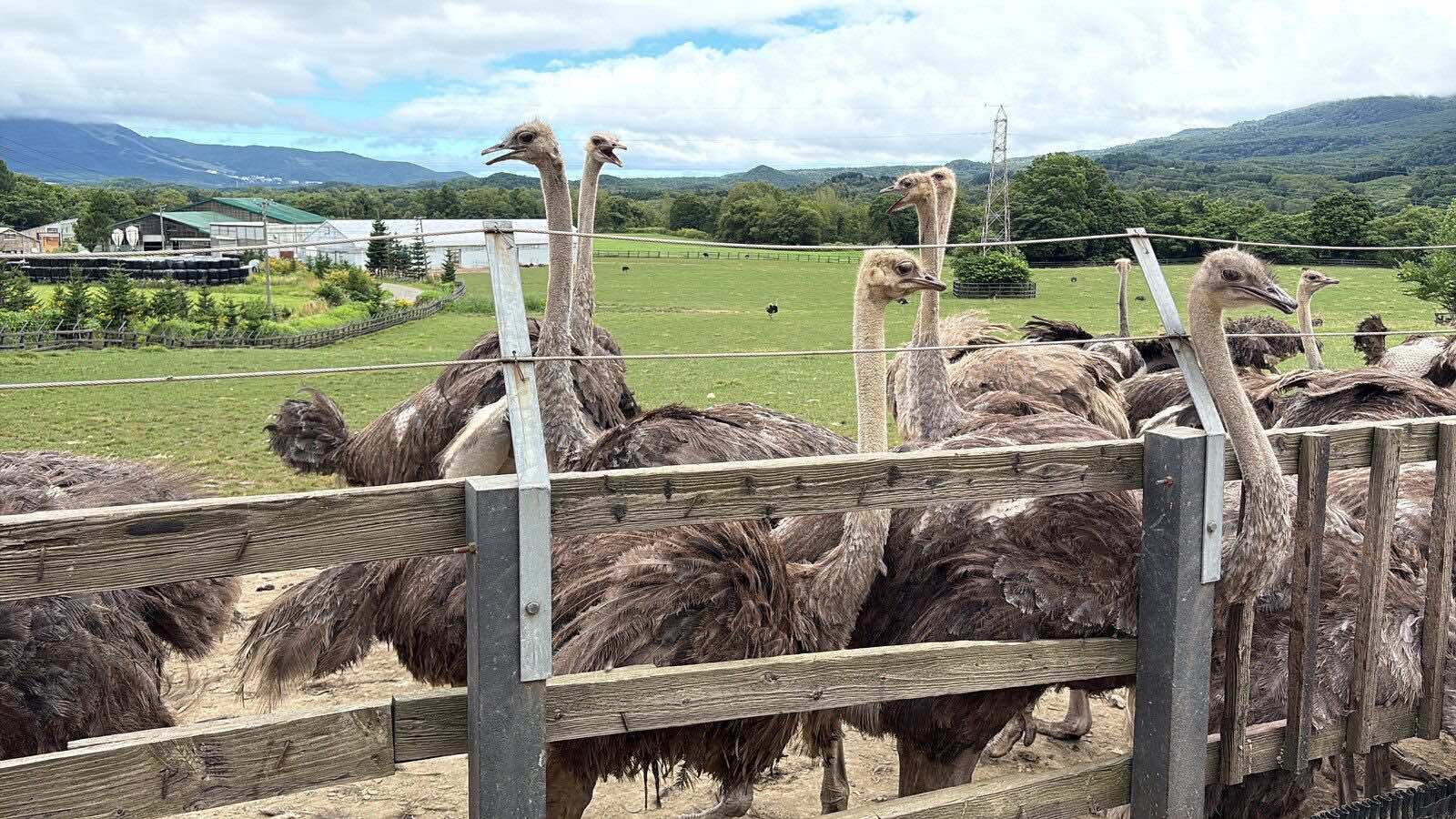羊蹄山のふもとの牧場で、ダチョウたちがお出迎え