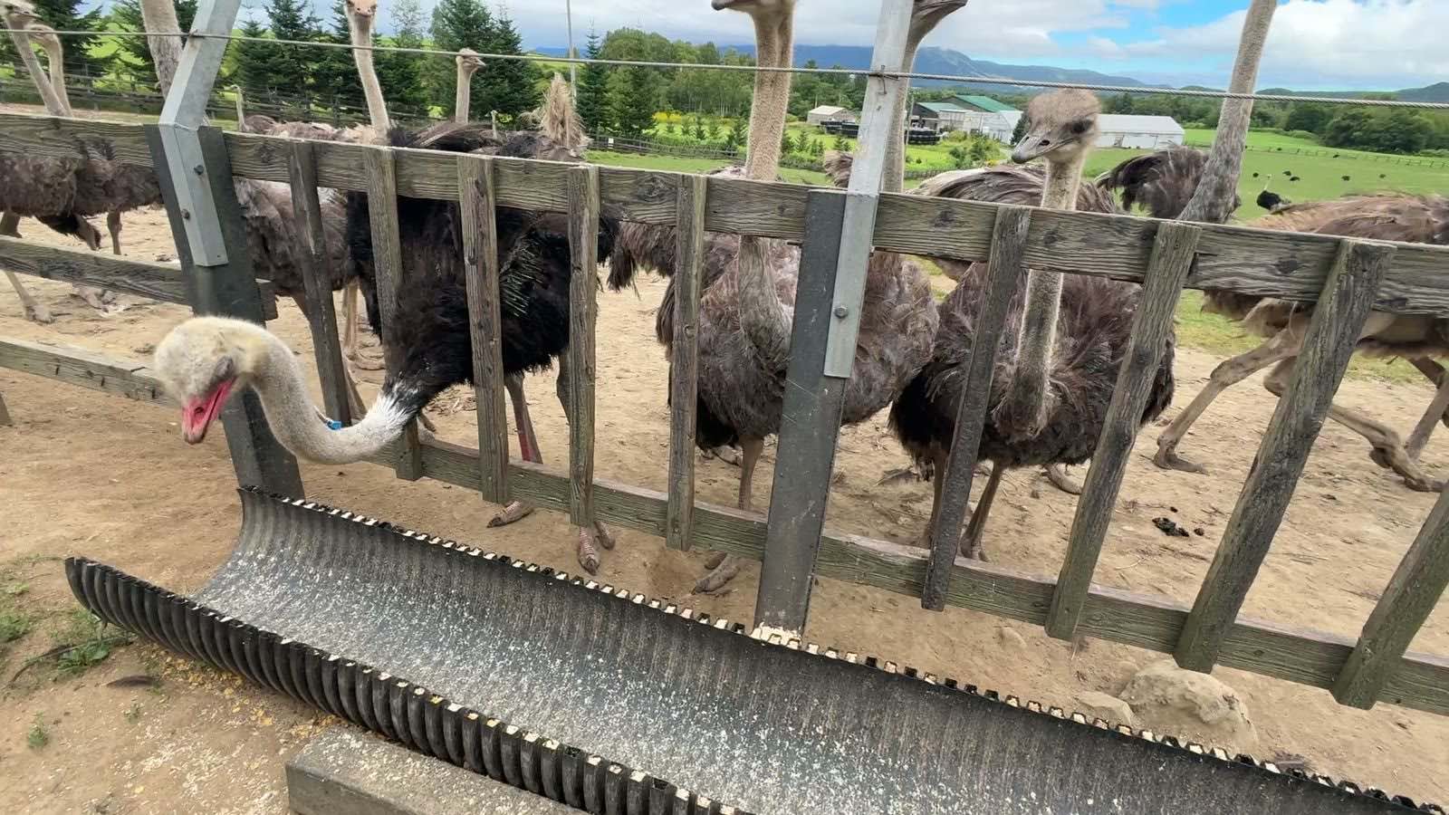 樋に首を伸ばして餌を食べるダチョウ