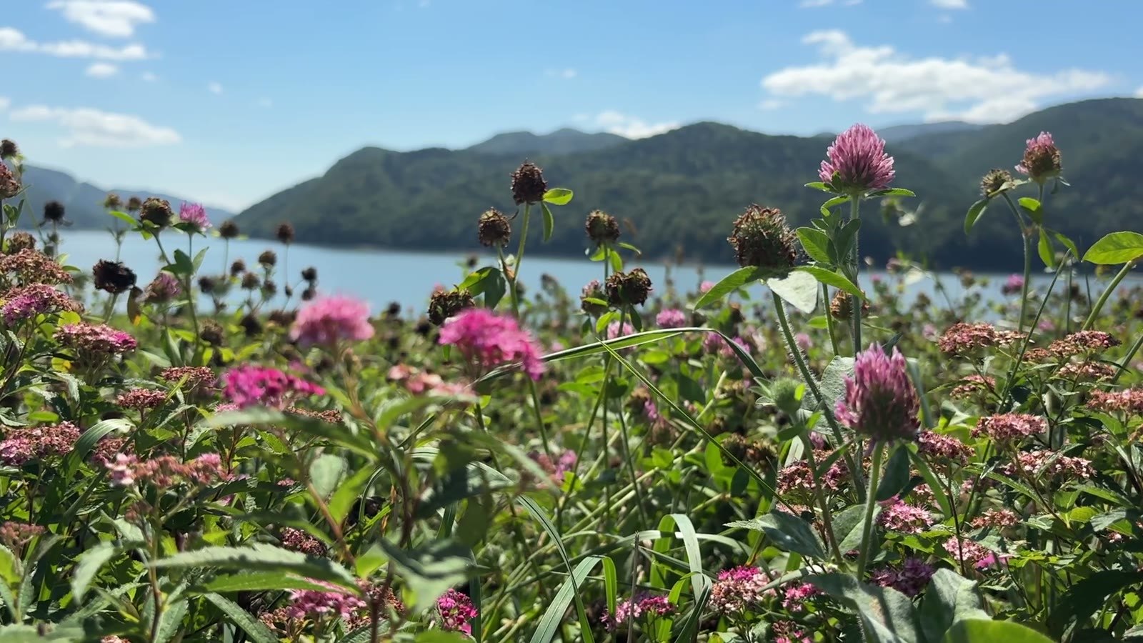 滝里湖のほとりに咲く花