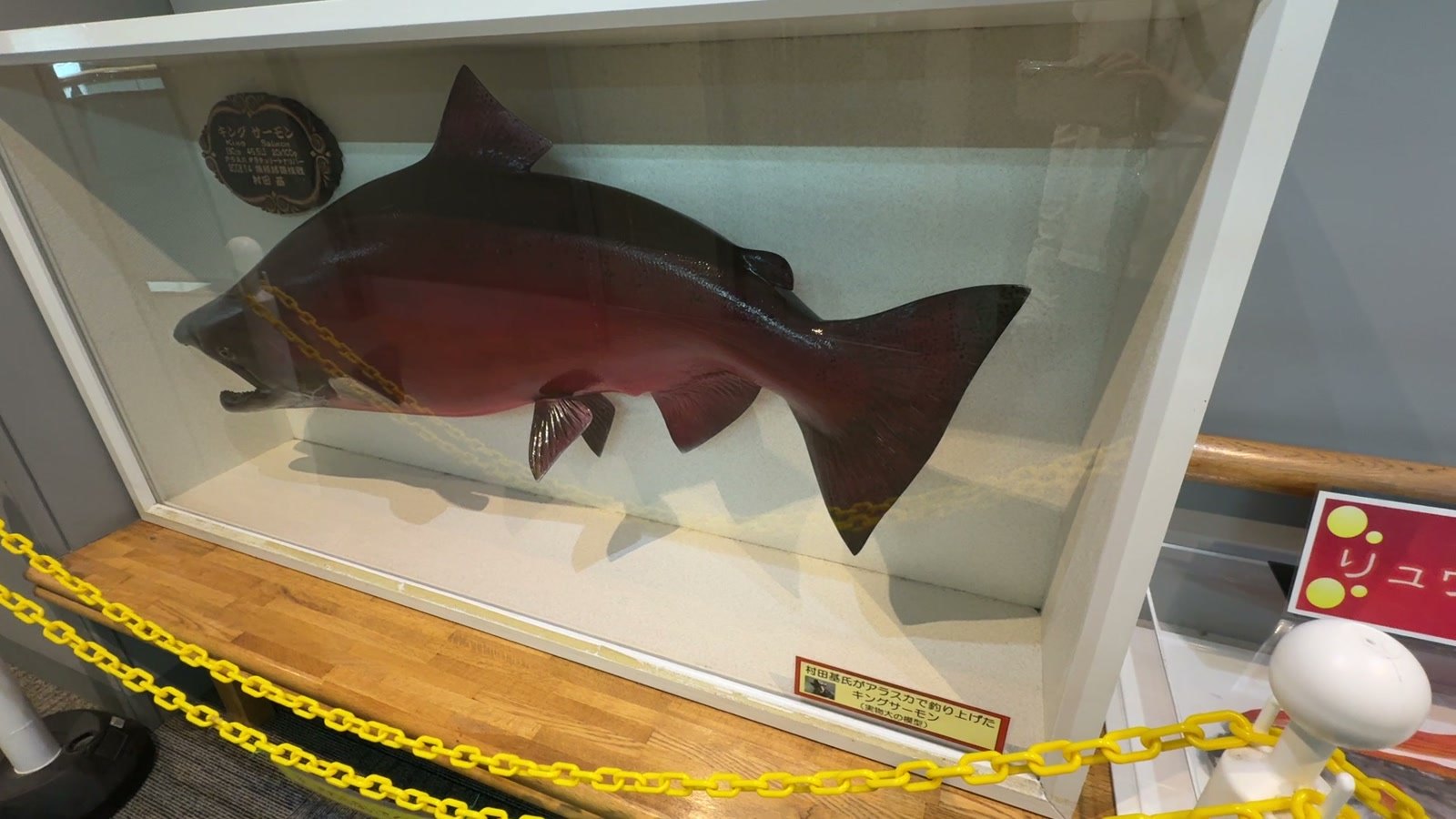 真っ赤なサケの展示