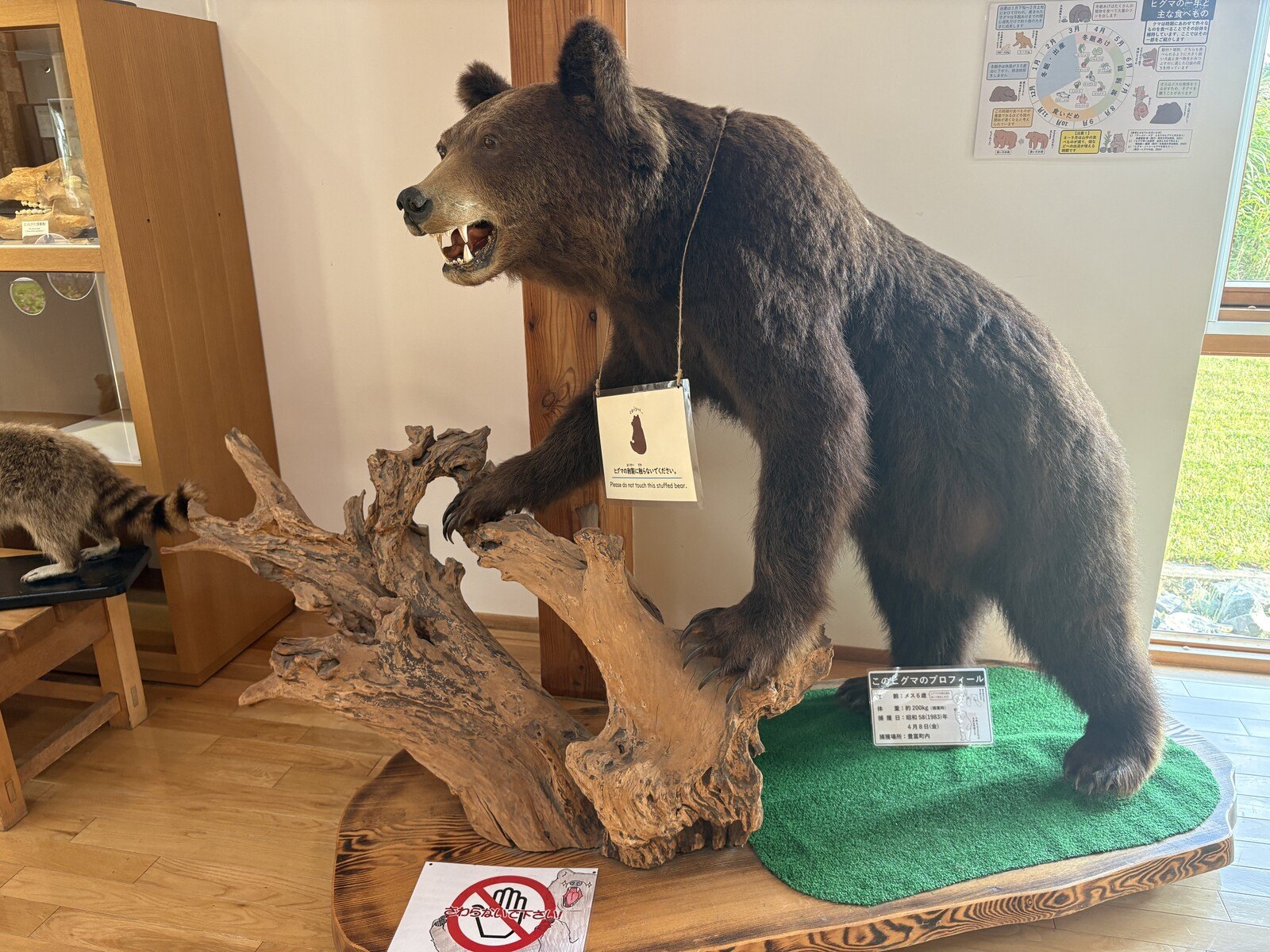 ヒグマのはく製