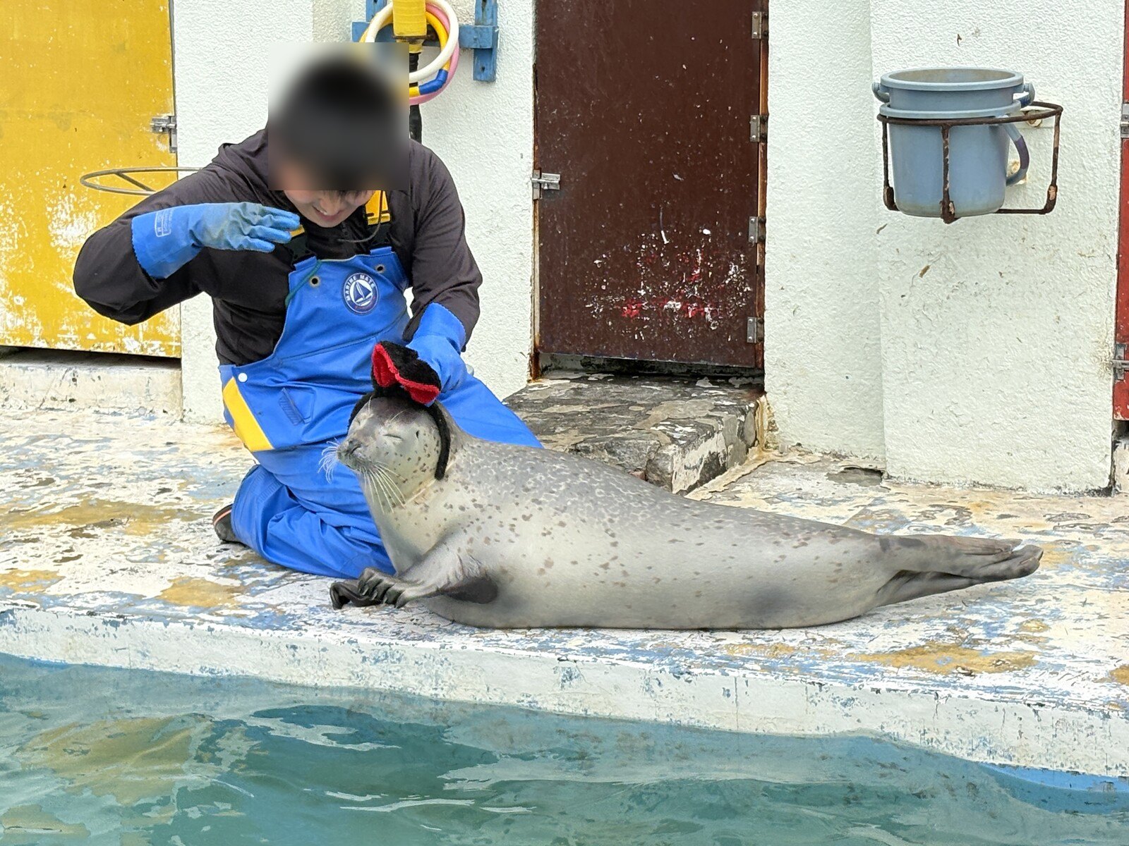 飼育員さんとアザラシ