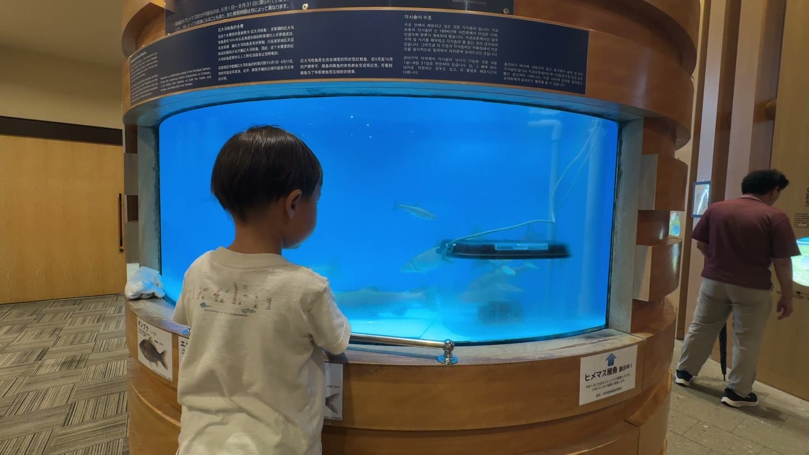 水槽をじっと見つめる息子
