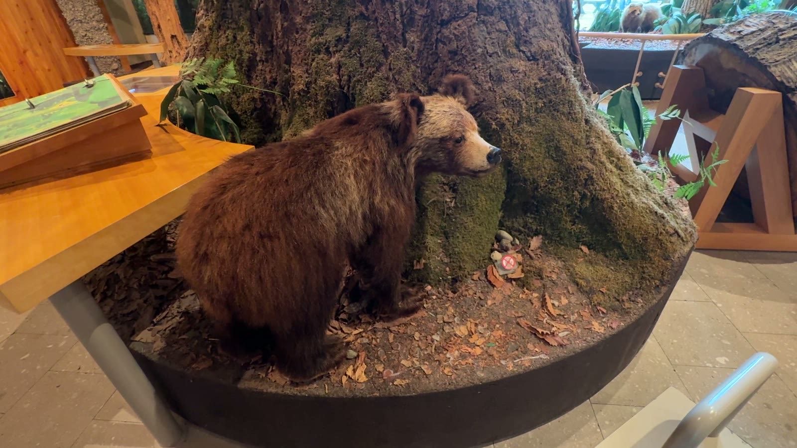ヒグマのはく製
