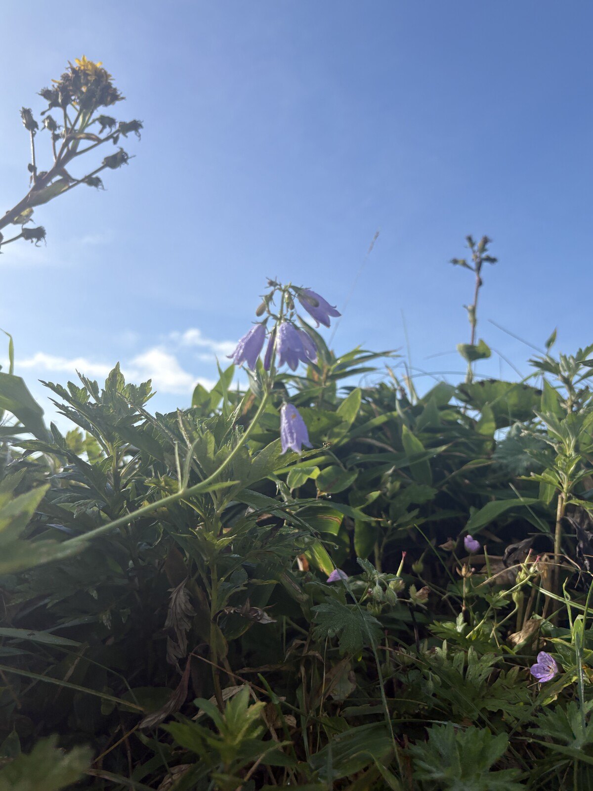 丘に咲いていた花