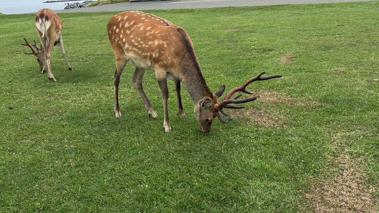 角の立派なオスのエゾシカ