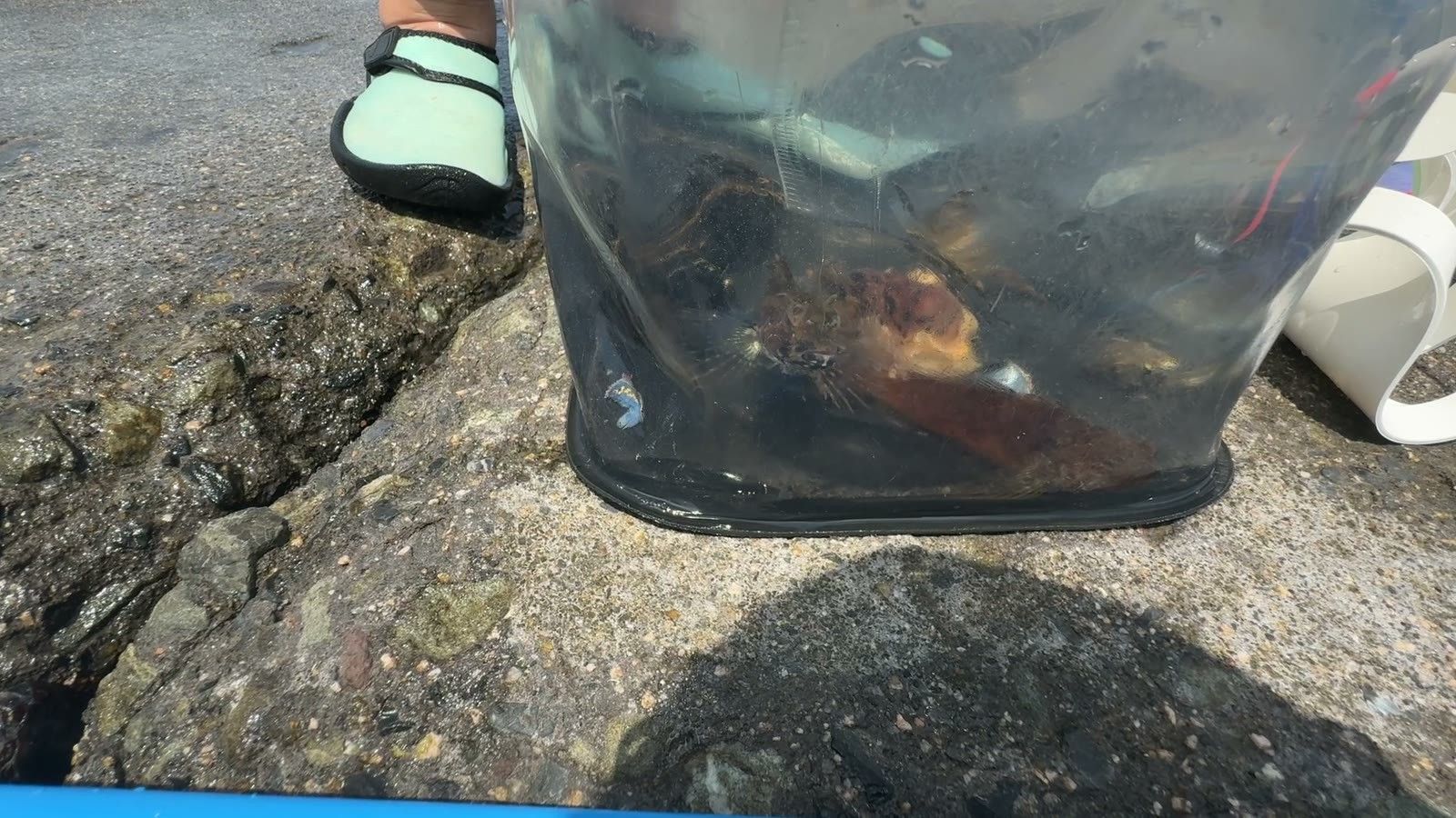 岩場でつかまえた生きものを入れた透明なバッグ